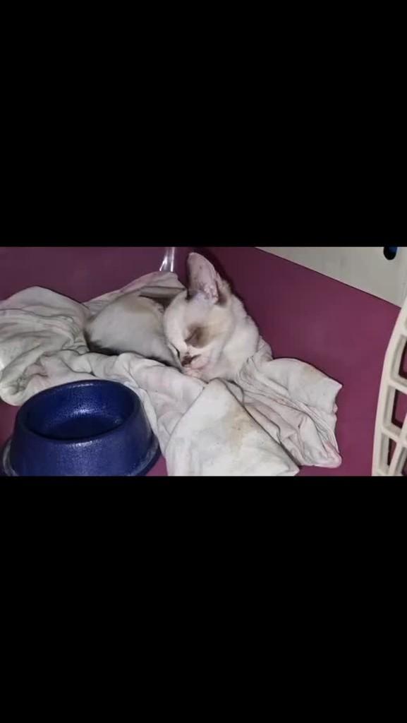 Ofélia, gato de porte pequeno para adoção em São Paulo - SP