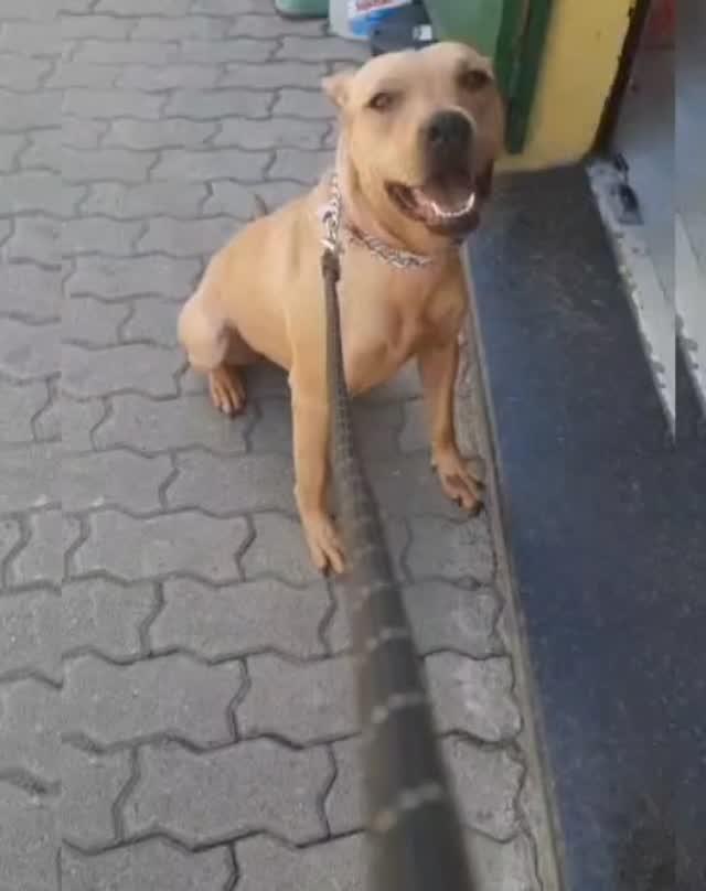 Melissa, cachorro de porte médio para adoção em São Paulo - SP
