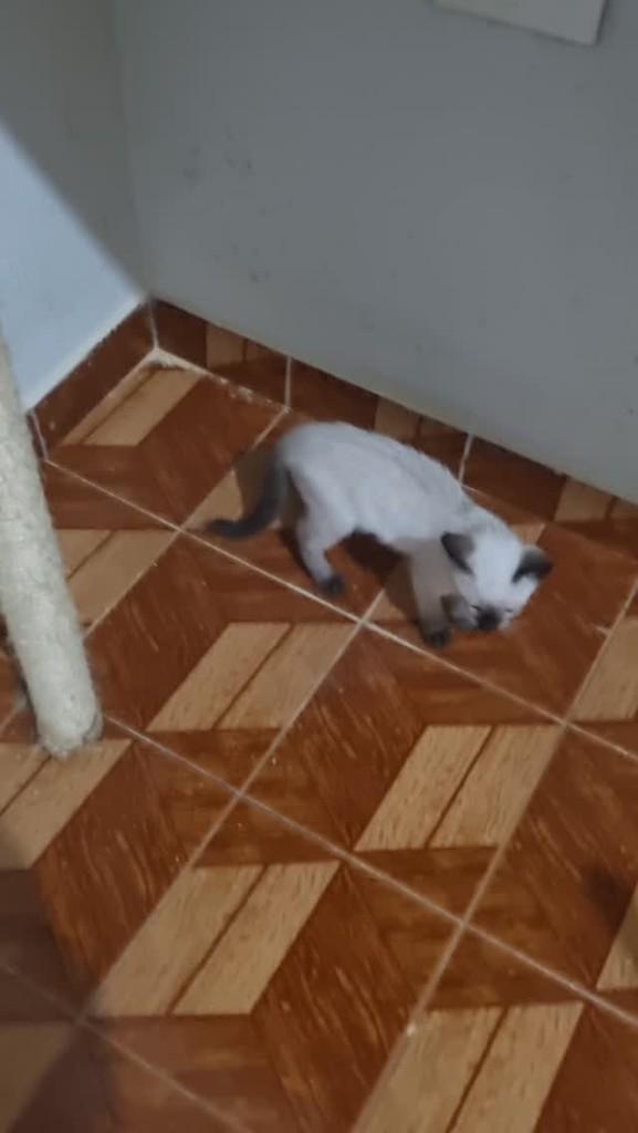 Zoe, gato de porte pequeno para adoção em São Paulo - SP
