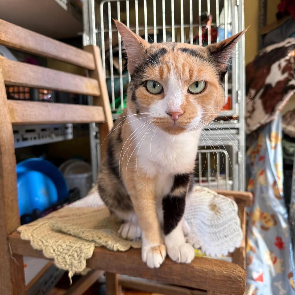 Raquel, gato de porte médio para adoção em São Paulo - SP