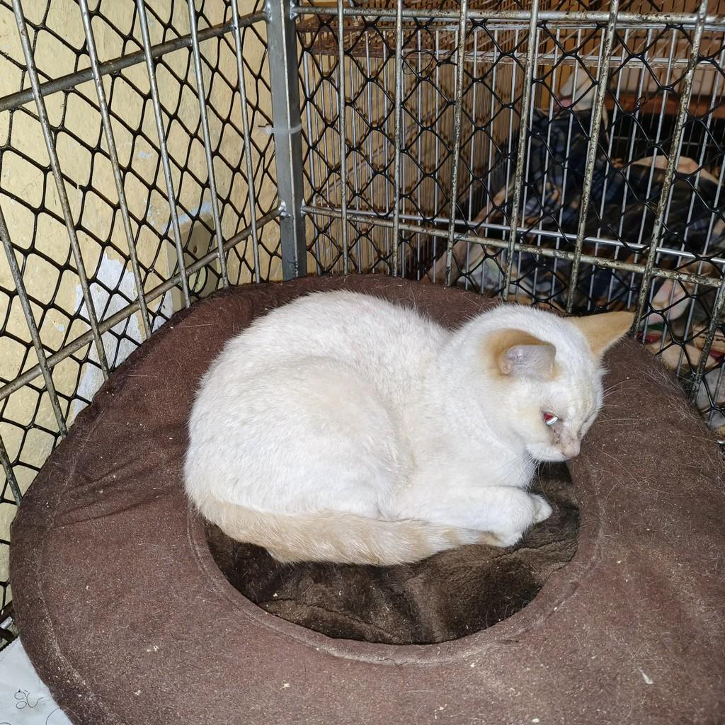 Branquinha, gato de porte pequeno para adoção em São Paulo - SP