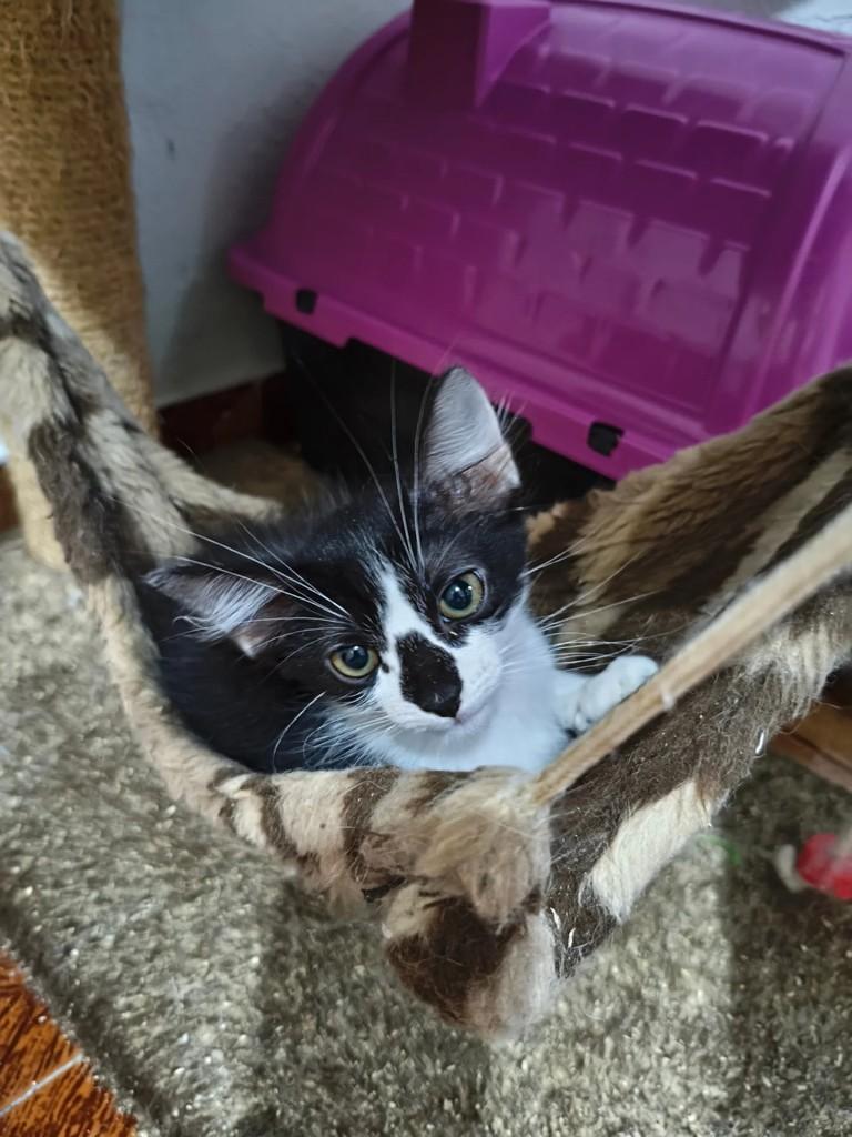 Bento, gato de porte pequeno para adoção em São Paulo - SP