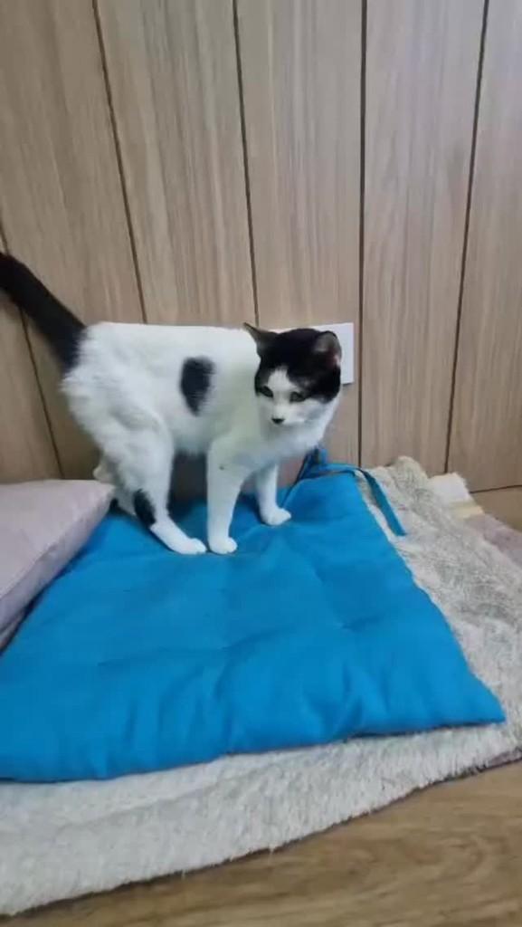 Isa, gata de porte médio para adoção em São Paulo - SP