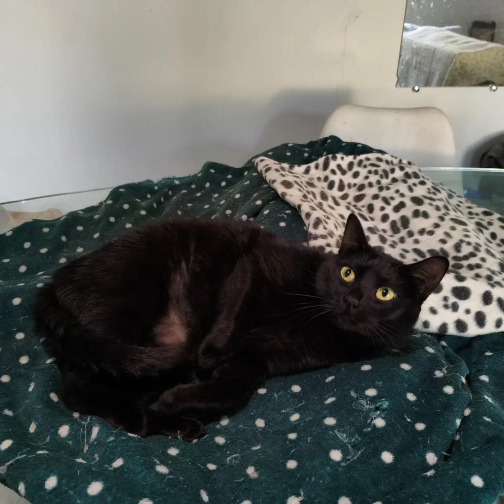 Mel, gato para adoção em São Paulo - SP