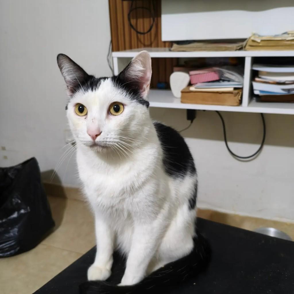 Tody, gato de porte médio para adoção em São Paulo - SP