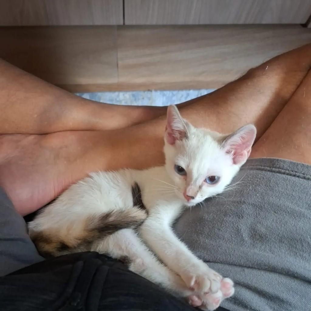 Cocada, gata para adoção em São Paulo - SP