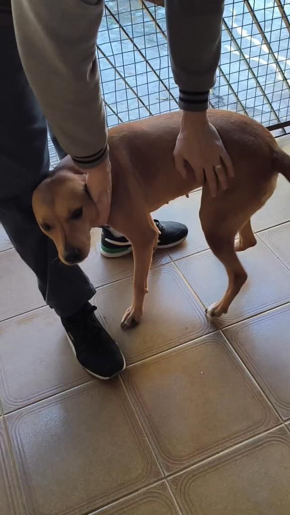 Clarinha, cadela de porte médio para adoção em São Paulo - SP
