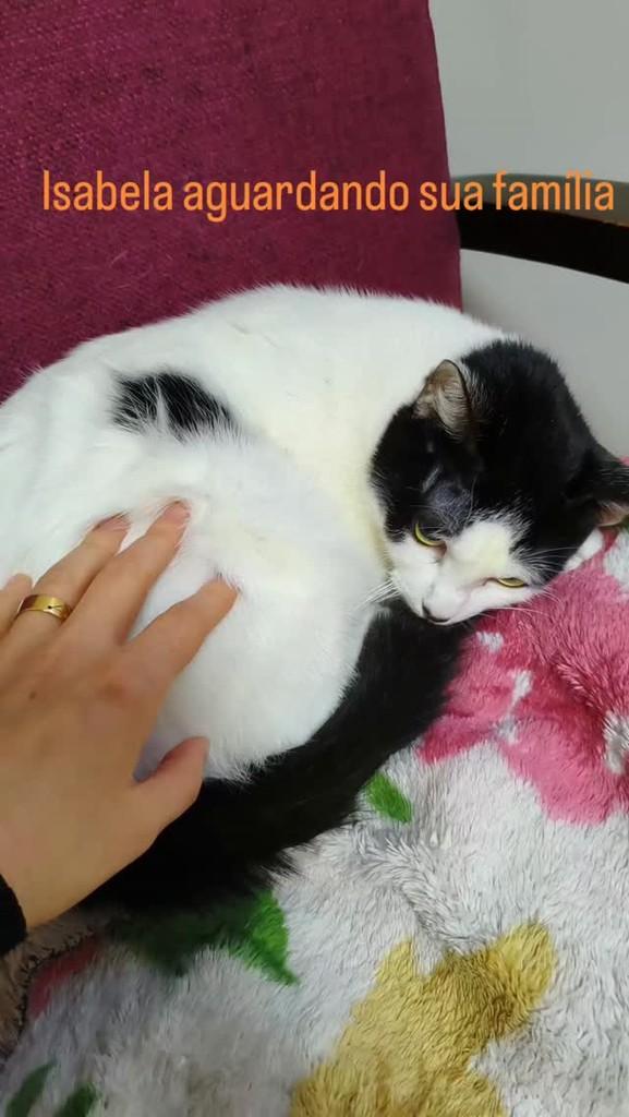 Isabela, gato de porte médio para adoção em São Paulo - SP
