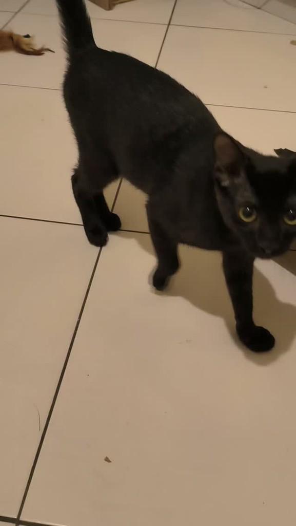 Orion, gato para adoção em São Paulo - SP