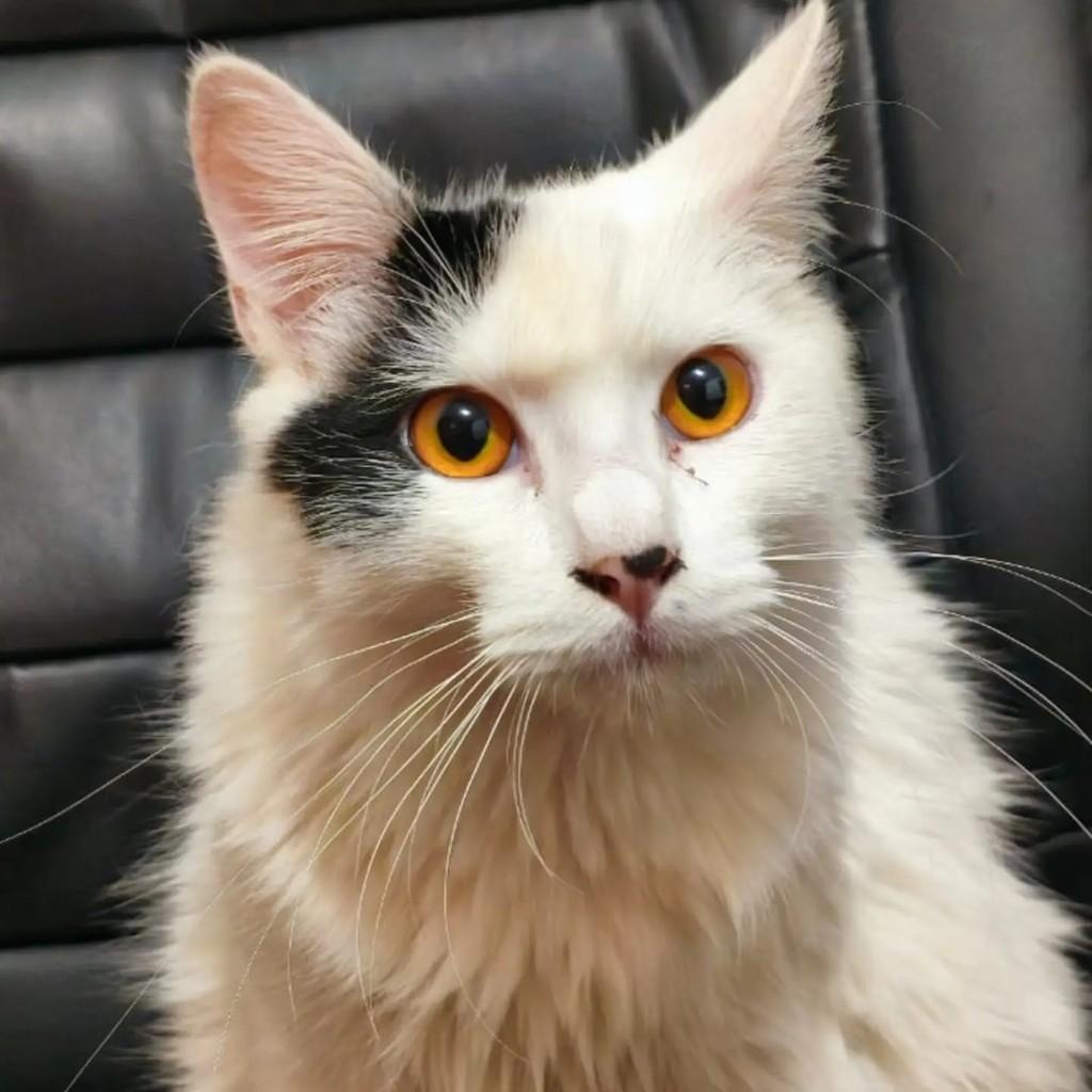 Mike, gato para adoção em São Paulo - SP