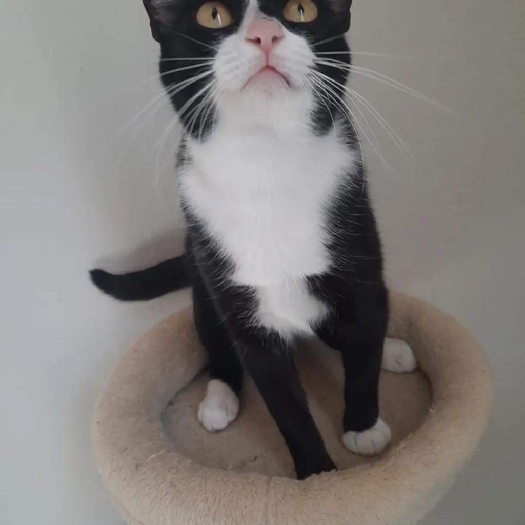 Valentina, gata de porte pequeno para adoção em São Paulo - SP