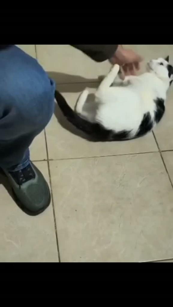 Toddy, gato de porte grande para adoção em São Paulo - SP