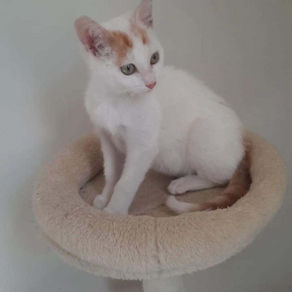 Rodolfo, gato de porte pequeno para adoção em São Paulo - SP