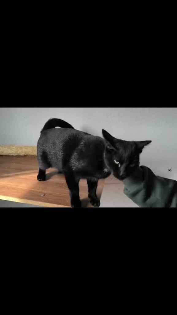 Violeta, gata de porte pequeno para adoção em São Paulo - SP