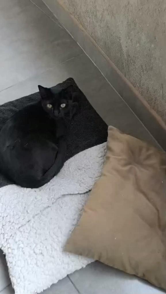 Levi, gato de porte pequeno para adoção em São Paulo - SP