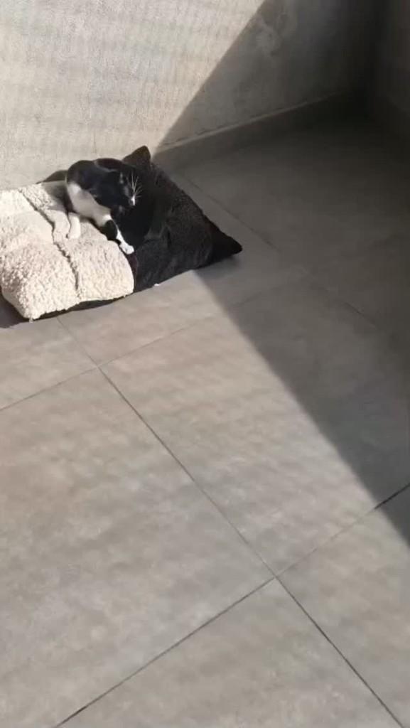 Lorena, gata de porte pequeno para adoção em São Paulo - SP