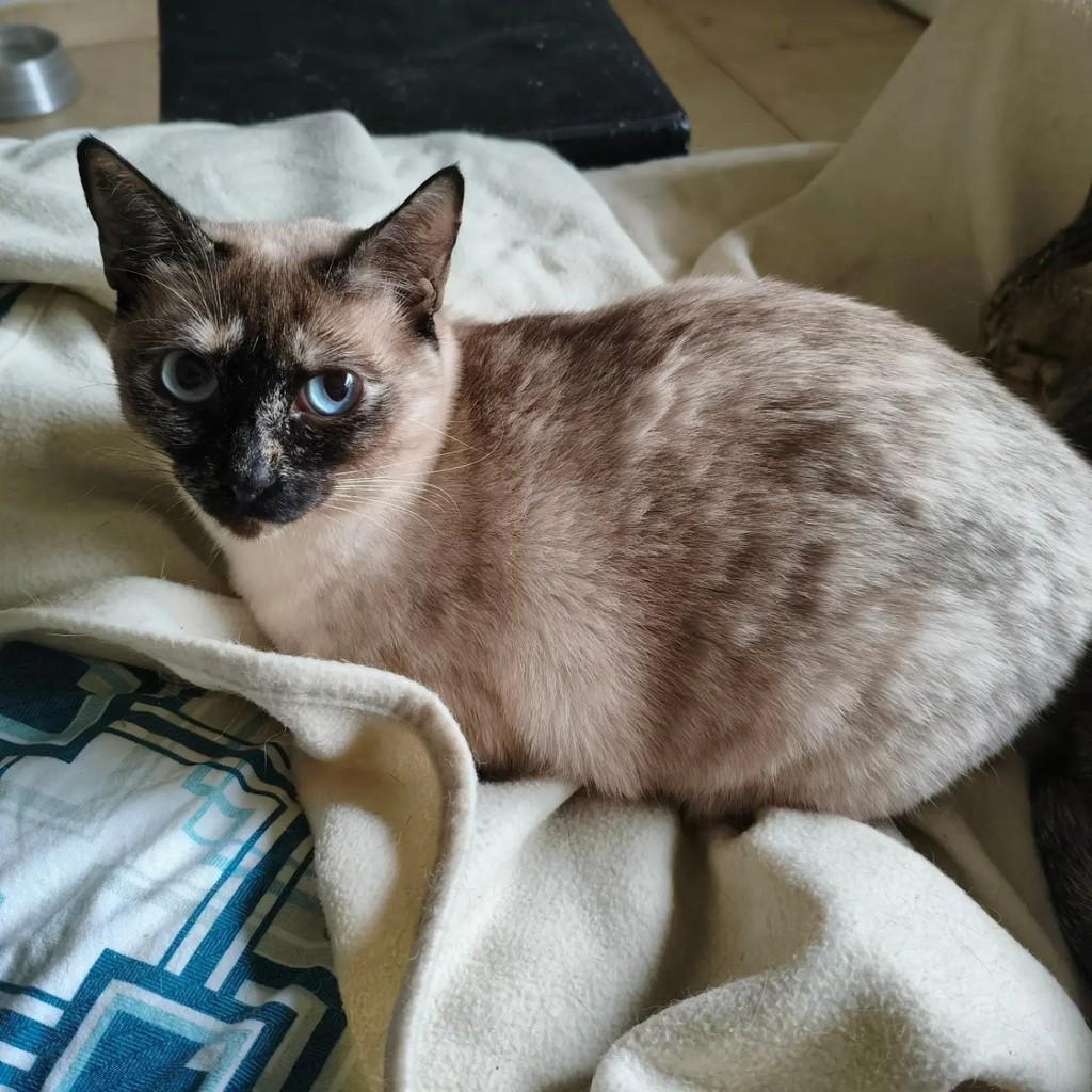Sofia, gata de porte pequeno para adoção em São Paulo - SP
