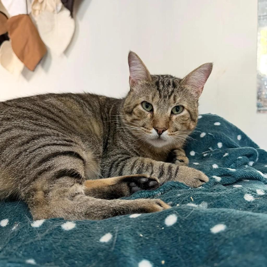 Tom, gato de porte grande para adoção em São Paulo - SP
