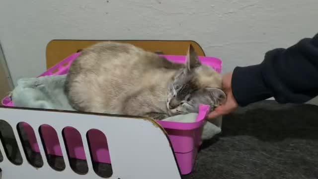 Tapioca, gata de porte pequeno para adoção em São Paulo - SP