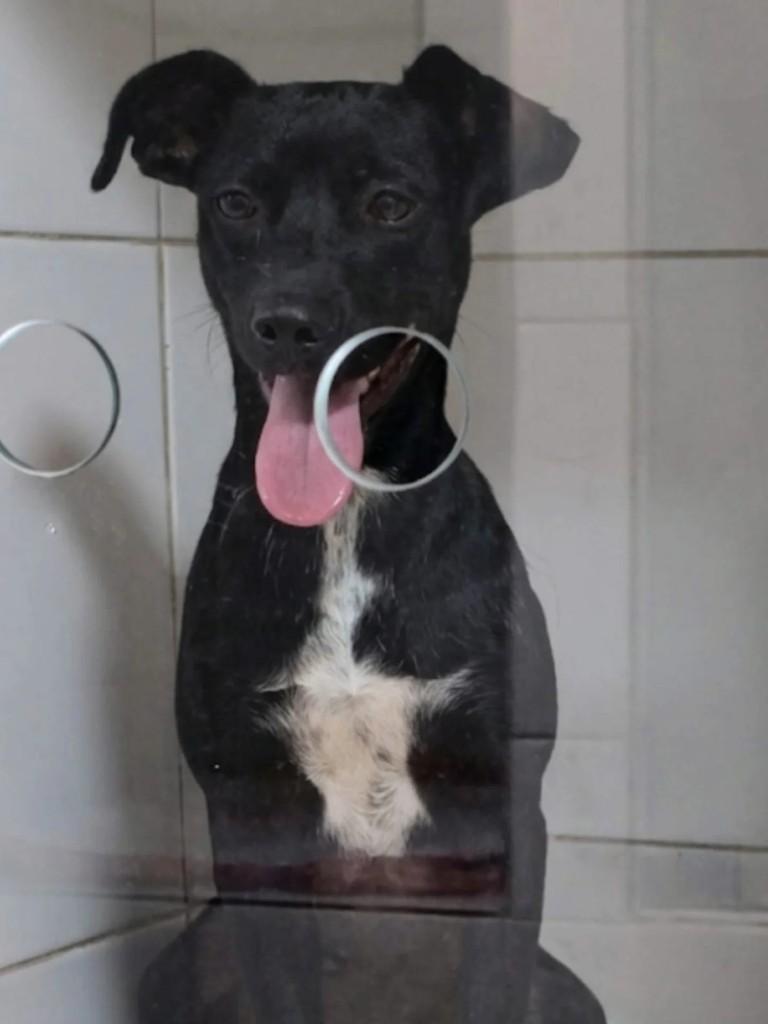 Pretinha, cadela de porte médio para adoção em Valparaíso de Goiás - GO