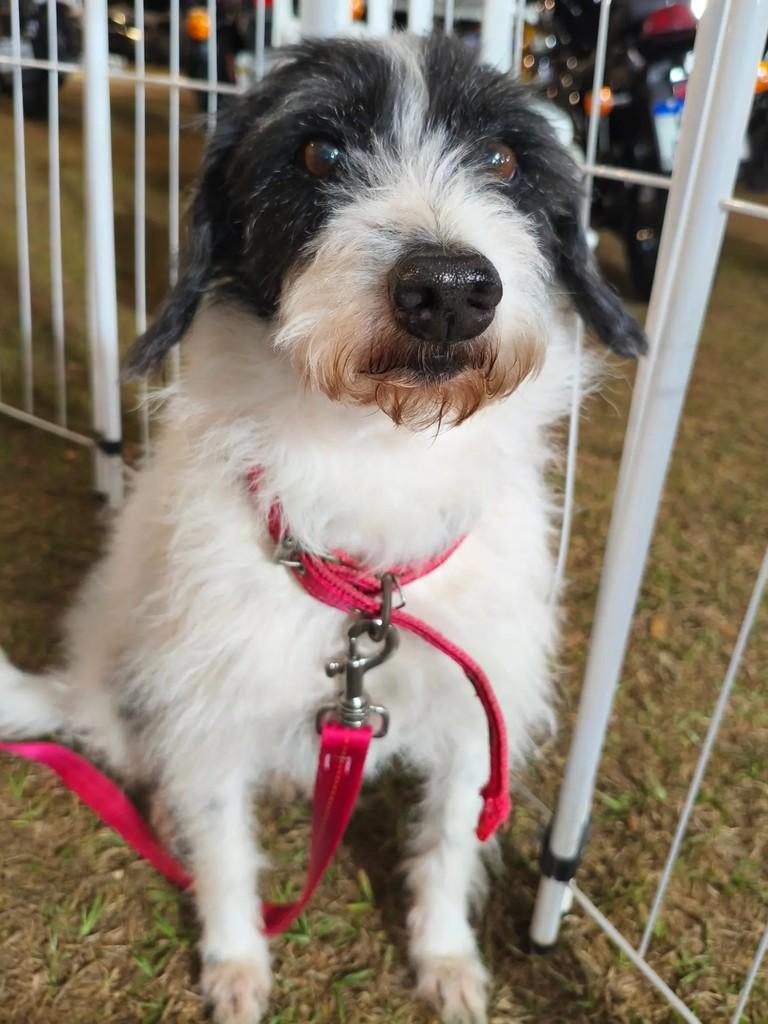 Fiapo, cachorro de porte médio para adoção em Valparaíso de Goiás - GO