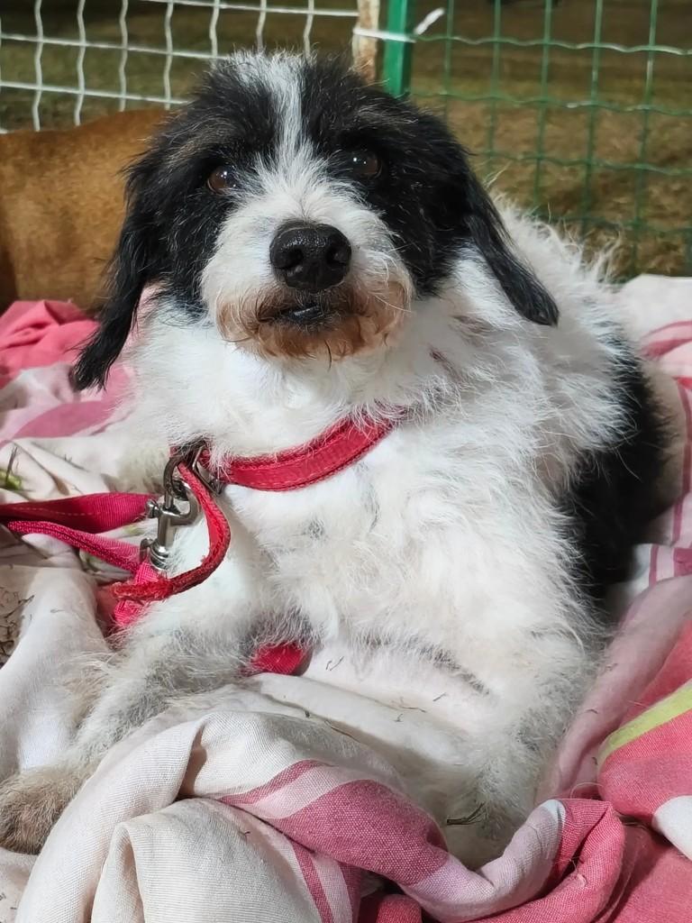 Fiapo, cachorro de porte médio para adoção em Valparaíso de Goiás - GO — foto 2 de 12