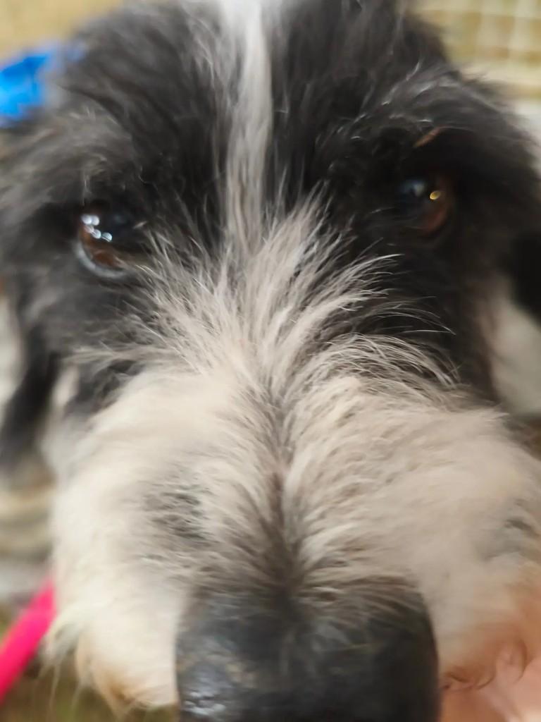 Fiapo, cachorro de porte médio para adoção em Valparaíso de Goiás - GO — foto 3 de 12