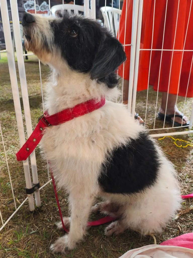 Fiapo, cachorro de porte médio para adoção em Valparaíso de Goiás - GO — foto 4 de 12