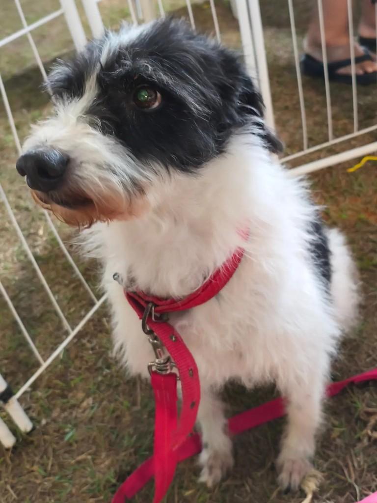 Fiapo, cachorro de porte médio para adoção em Valparaíso de Goiás - GO — foto 5 de 12