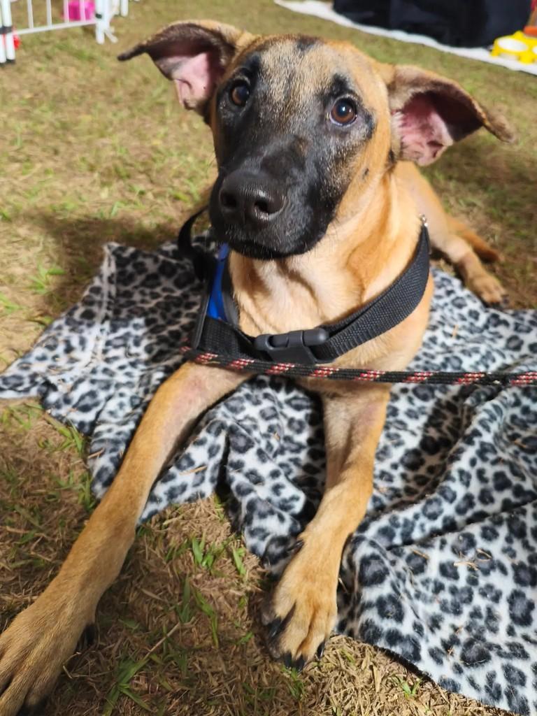 Caramelo, cachorro de porte médio para adoção em Valparaíso de Goiás - GO