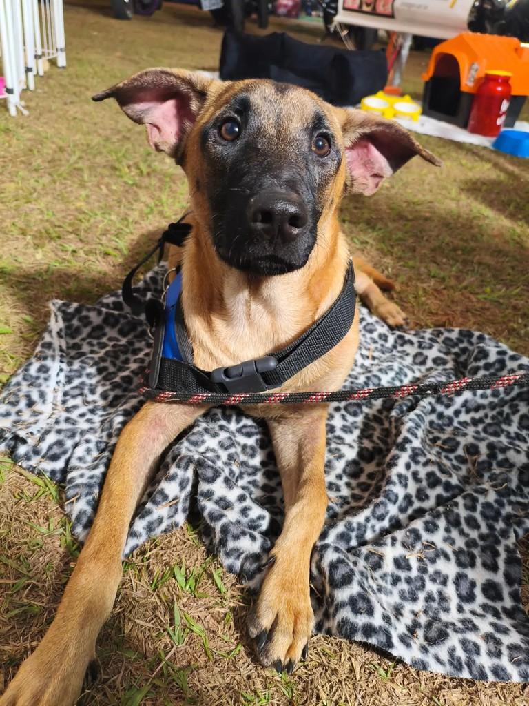 Caramelo, cachorro de porte médio para adoção em Valparaíso de Goiás - GO — foto 2 de 11