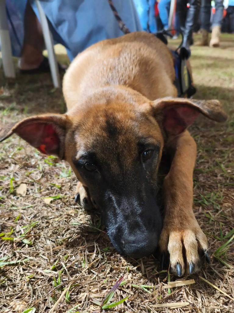Caramelo, cachorro de porte médio para adoção em Valparaíso de Goiás - GO — foto 3 de 11