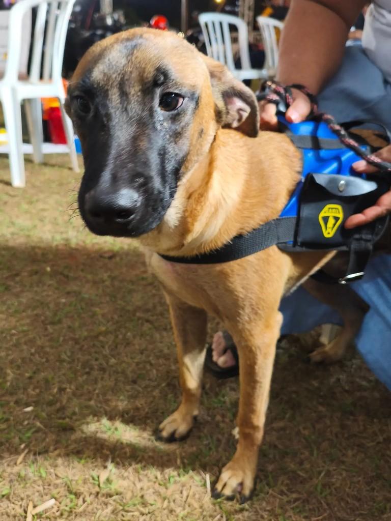 Caramelo, cachorro de porte médio para adoção em Valparaíso de Goiás - GO — foto 4 de 11