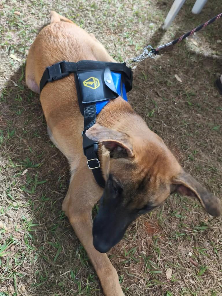 Caramelo, cachorro de porte médio para adoção em Valparaíso de Goiás - GO — foto 5 de 11