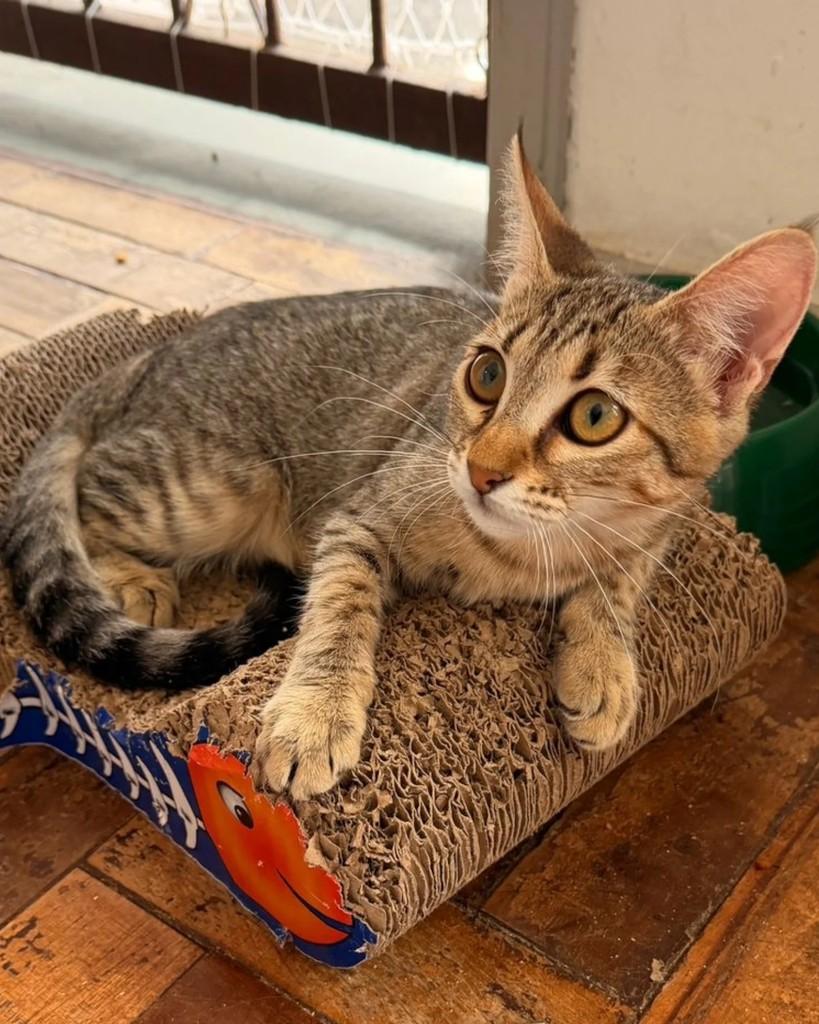 Rosé, gato de porte pequeno para adoção em Porto Alegre - RS