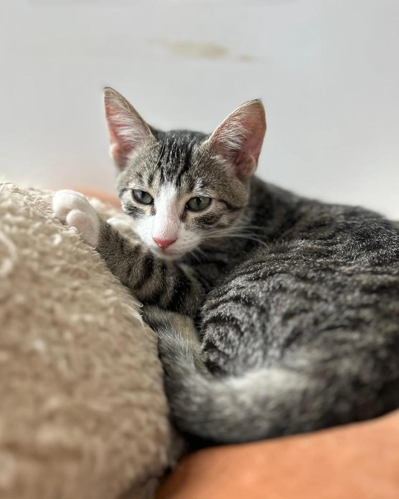 Hércules, gato de porte pequeno para adoção em Porto Alegre - RS