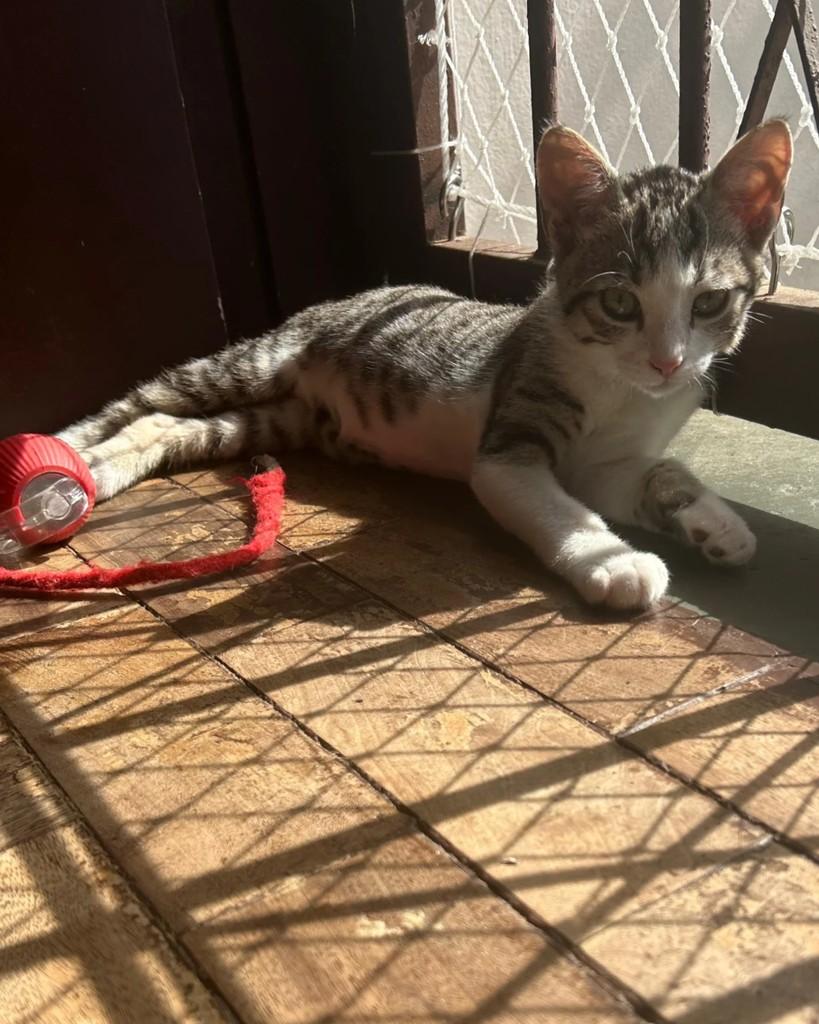 Aquiles, gato de porte pequeno para adoção em Porto Alegre - RS