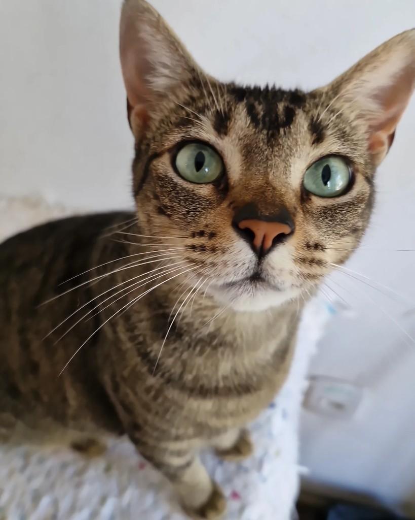 Lindinha, gata de porte médio para adoção em Porto Alegre - RS
