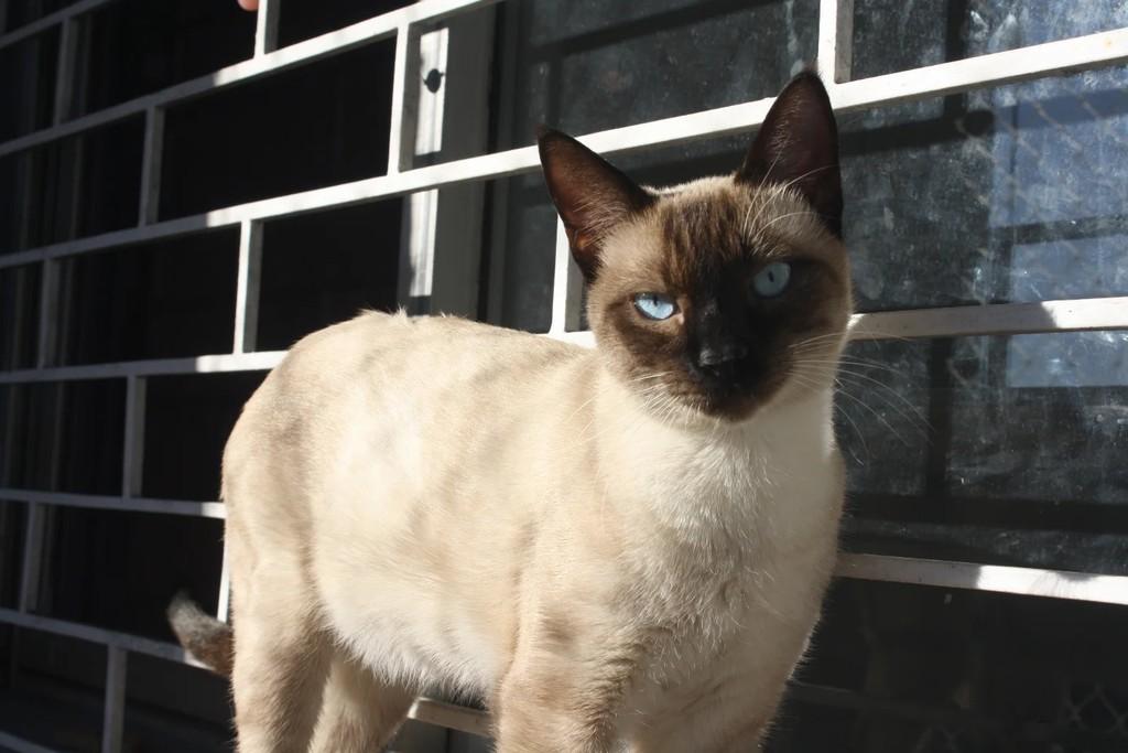 Bento, gato de porte pequeno para adoção em Porto Alegre - RS