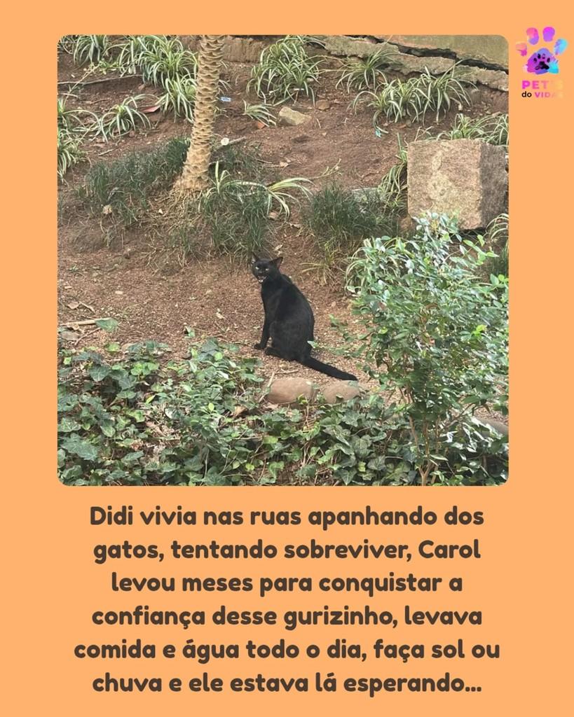 Didi, gato para adoção em Porto Alegre - RS