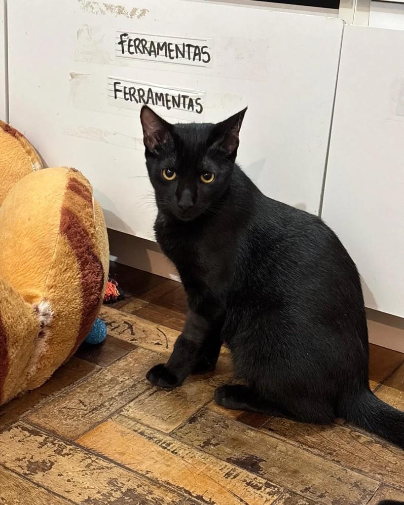 Tadeu, gato de porte pequeno para adoção em Porto Alegre - RS