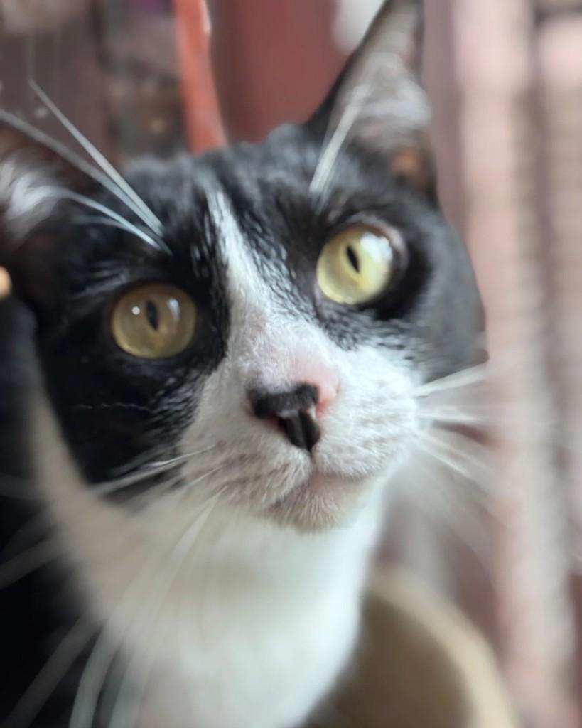 Ana, gata de porte pequeno para adoção em Porto Alegre - RS