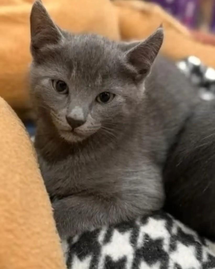Frederico, gato de porte pequeno para adoção em Porto Alegre - RS