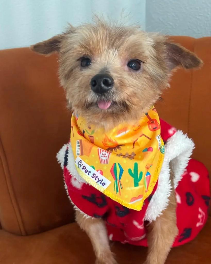 Vovô Serafim, cachorro de porte pequeno para adoção em Porto Alegre - RS
