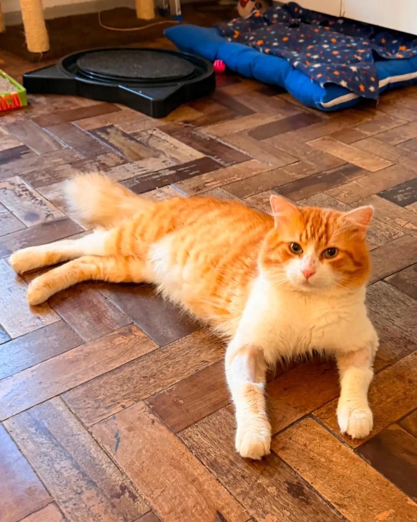 Joca, gato de porte médio para adoção em Porto Alegre - RS