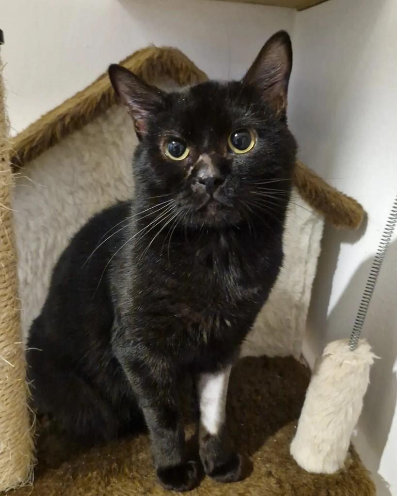 Léo, gato de porte pequeno para adoção em Porto Alegre - RS