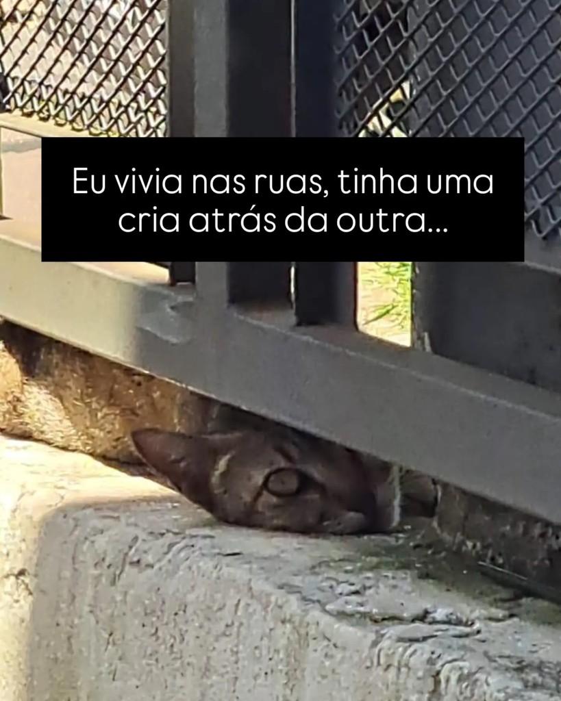 Juminha, gata de porte pequeno para adoção em Porto Alegre - RS