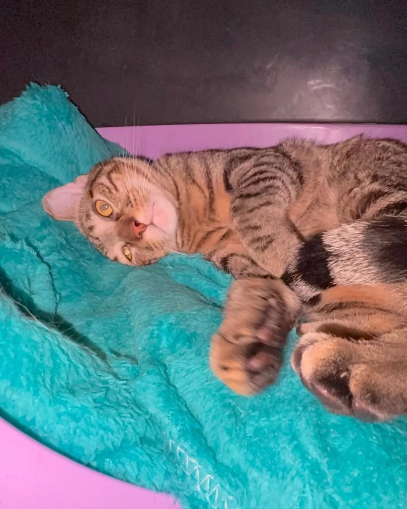 José Lucas, gato de porte pequeno para adoção em Porto Alegre - RS — foto 2 de 6