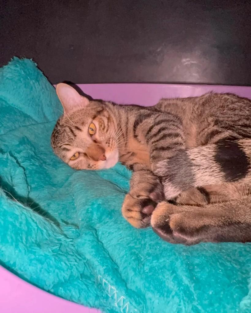 José Lucas, gato de porte pequeno para adoção em Porto Alegre - RS — foto 3 de 6