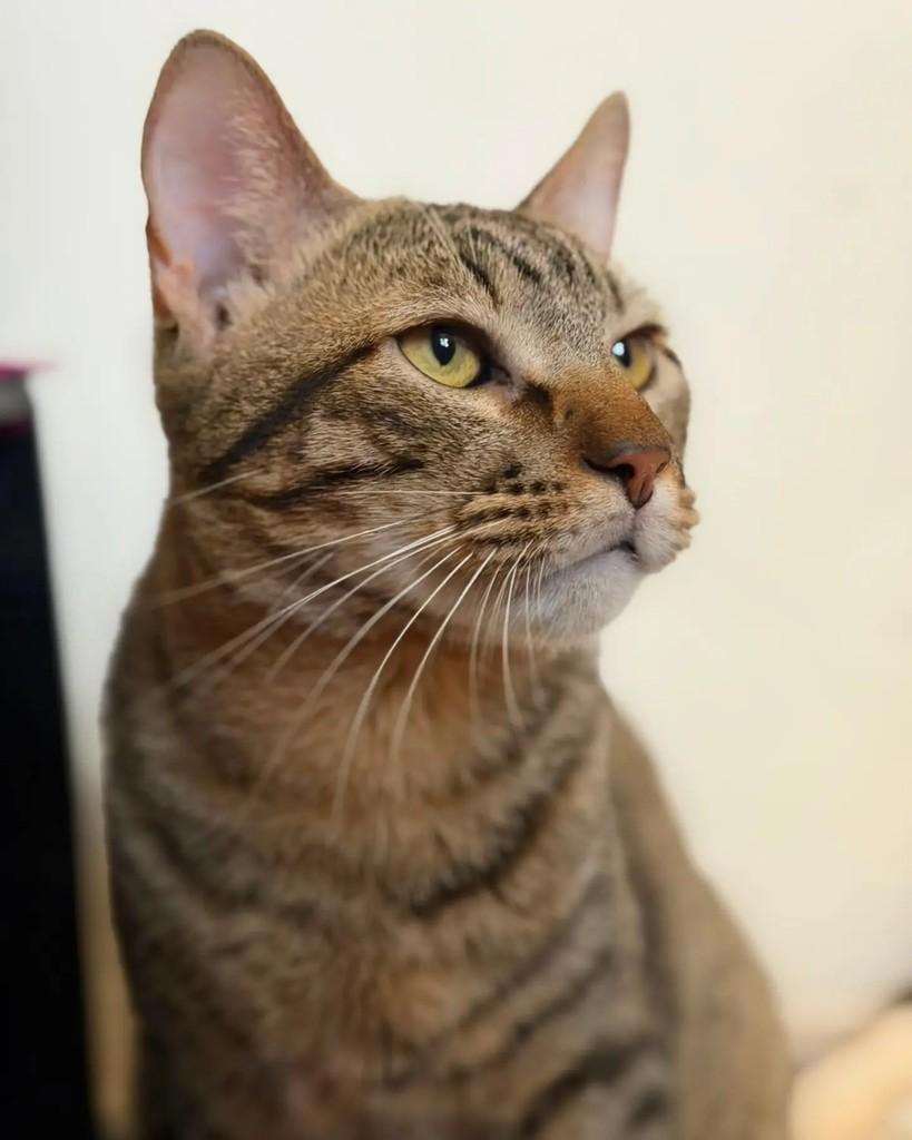 José Lucas, gato de porte pequeno para adoção em Porto Alegre - RS — foto 4 de 6